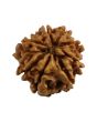 8 Mukhi Rudraksha (Nepal) 17.21 MM