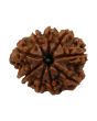 9 Mukhi Rudraksha (Nepal) 19.65 MM
