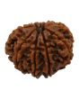 9 Mukhi Rudraksha (Nepal) 19.65 MM