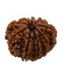 9 Mukhi Rudraksha (Nepal) 19.65 MM