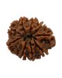 9 Mukhi Rudraksha (Nepal) 19.65 MM