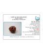 9 Mukhi Rudraksha (Nepal) 19.65 MM