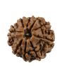 9 Mukhi Rudraksha (Nepal) 19.21 MM