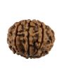 9 Mukhi Rudraksha (Nepal) 19.21 MM