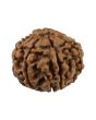 9 Mukhi Rudraksha (Nepal) 19.21 MM