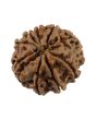9 Mukhi Rudraksha (Nepal) 19.21 MM