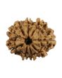 9 Mukhi Rudraksha (Nepal) 22.92 MM