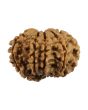 9 Mukhi Rudraksha (Nepal) 22.92 MM