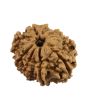 9 Mukhi Rudraksha (Nepal) 22.92 MM