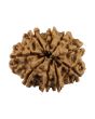 9 Mukhi Rudraksha (Nepal) 22.92 MM