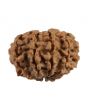 9 Mukhi Rudraksha (Nepal) 20.25 MM