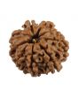 9 Mukhi Rudraksha (Nepal) 20.25 MM