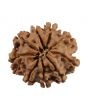 9 Mukhi Rudraksha (Nepal) 20.25 MM