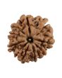 9 Mukhi Rudraksha (Nepal) 20.11 MM