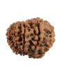 9 Mukhi Rudraksha (Nepal) 20.11 MM