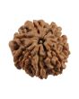 9 Mukhi Rudraksha (Nepal) 20.11 MM