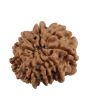 9 Mukhi Rudraksha (Nepal) 20.11 MM