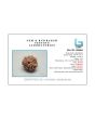 9 Mukhi Rudraksha (Nepal) 20.11 MM