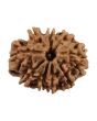 9 Mukhi Rudraksha (Nepal) 22.66 MM