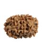 9 Mukhi Rudraksha (Nepal) 22.66 MM