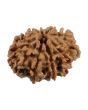 9 Mukhi Rudraksha (Nepal) 22.66 MM