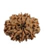 9 Mukhi Rudraksha (Nepal) 22.66 MM