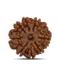 9 Mukhi Rudraksha (Nepal) 23.11 MM