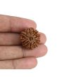 9 Mukhi Rudraksha (Nepal) 23.11 MM