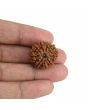 9 Mukhi Rudraksha (Nepal) 23.11 MM