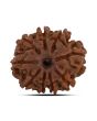 9 Mukhi Rudraksha (Nepal) 21.53 MM