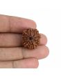 9 Mukhi Rudraksha (Nepal) 21.53 MM