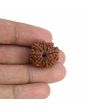 9 Mukhi Rudraksha (Nepal) 21.53 MM
