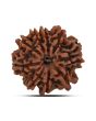 9 Mukhi Rudraksha (Nepal) 21.38 MM