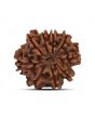 9 Mukhi Rudraksha (Nepal) 21.38 MM