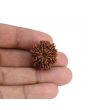 9 Mukhi Rudraksha (Nepal) 21.38 MM