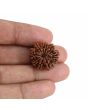 9 Mukhi Rudraksha (Nepal) 21.38 MM