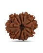 9 Mukhi Rudraksha (Nepal) 21.52 MM