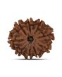 9 Mukhi Rudraksha (Nepal) 22.29 MM