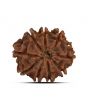 9 Mukhi Rudraksha (Nepal) 22.29 MM