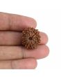 9 Mukhi Rudraksha (Nepal) 22.29 MM