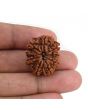 9 Mukhi Rudraksha (Nepal) 25.08 MM