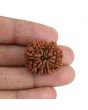 9 Mukhi Rudraksha (Nepal) 25.08 MM