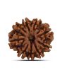 9 Mukhi Rudraksha (Nepal) 20.03 MM