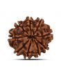9 Mukhi Rudraksha (Nepal) 20.03 MM