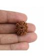9 Mukhi Rudraksha (Nepal) 20.03 MM