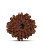 9 Mukhi Rudraksha (Nepal) 21.65 MM