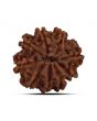 9 Mukhi Rudraksha (Nepal) 21.65 MM