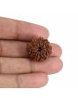 9 Mukhi Rudraksha (Nepal) 21.65 MM