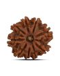 9 Mukhi Rudraksha (Nepal) 20.56 MM
