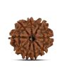 9 Mukhi Rudraksha (Nepal) 22.53 MM